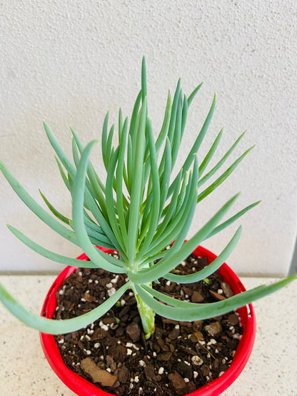 Mermaid Tail : Crested Senecio Talinoides - Narrow Leaf Chalk Stick #6