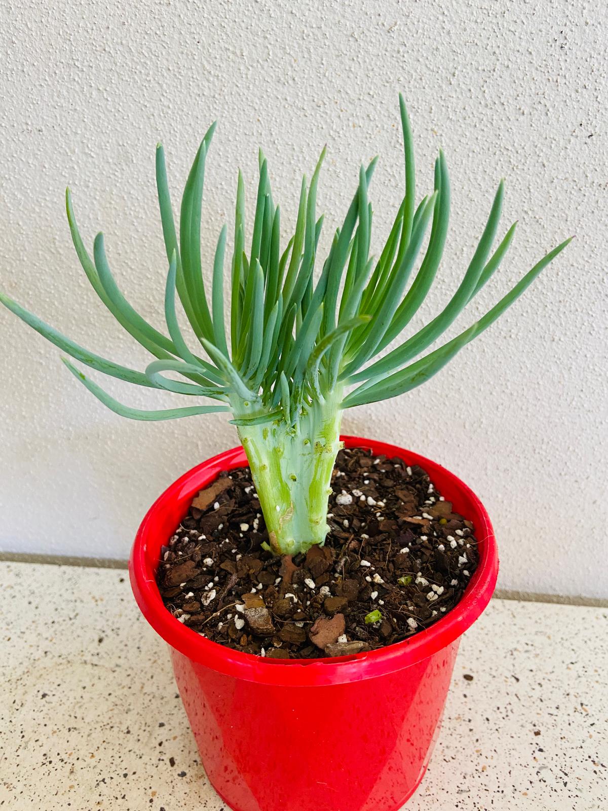 Mermaid Tail : Crested Senecio Talinoides - Narrow Leaf Chalk Stick #6