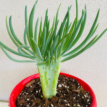 Mermaid Tail : Crested Senecio Talinoides - Narrow Leaf Chalk Stick #6