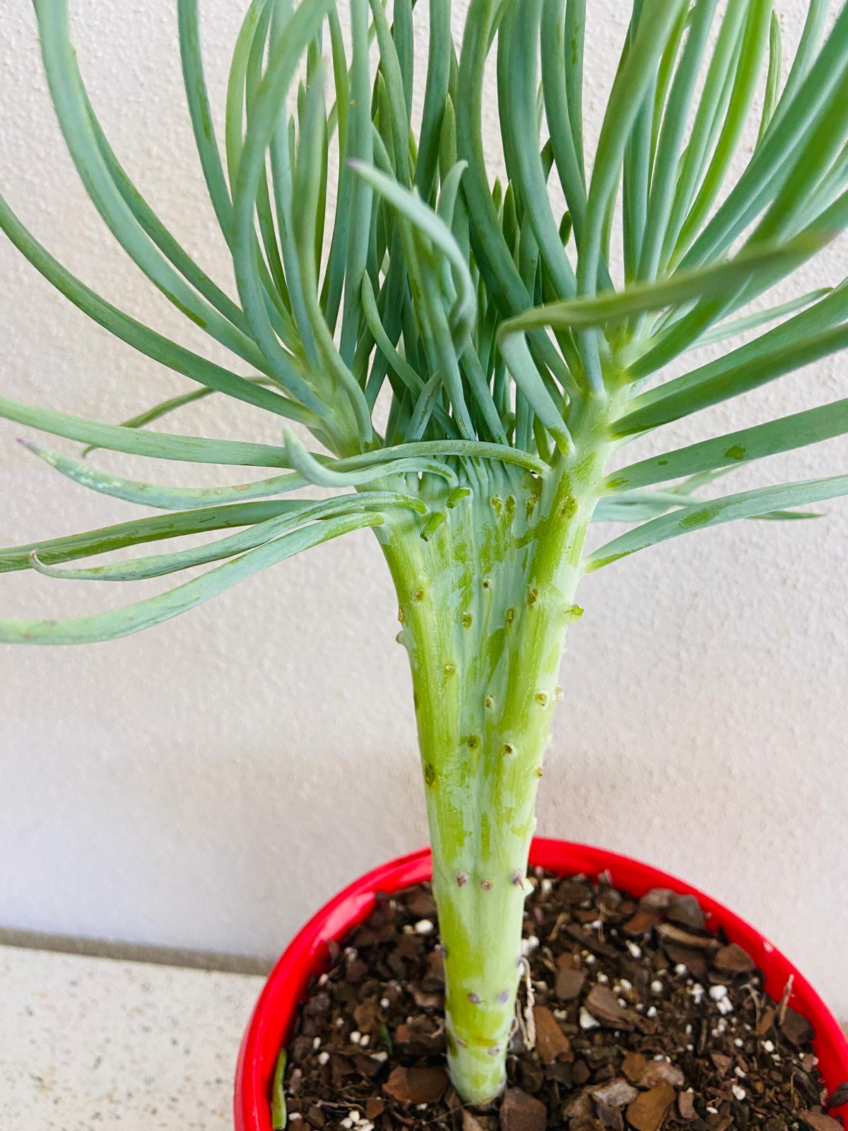 Mermaid Tail : Crested Senecio Talinoides - Narrow Leaf Chalk Stick #7