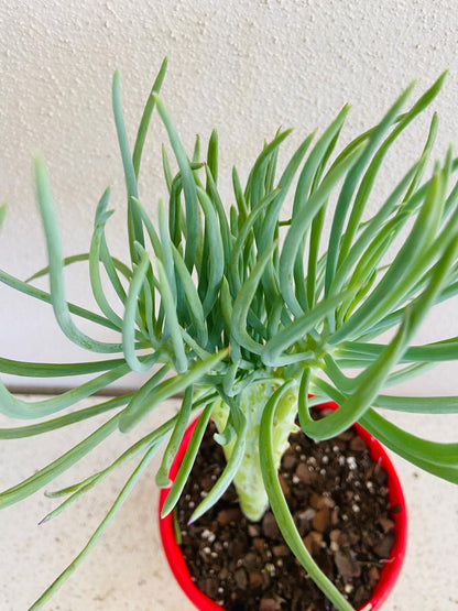 Mermaid Tail : Crested Senecio Talinoides - Narrow Leaf Chalk Stick #7