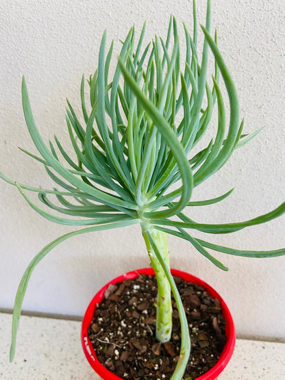 Mermaid Tail : Crested Senecio Talinoides - Narrow Leaf Chalk Stick #7