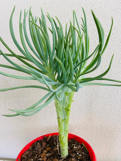 Mermaid Tail : Crested Senecio Talinoides - Narrow Leaf Chalk Stick #7