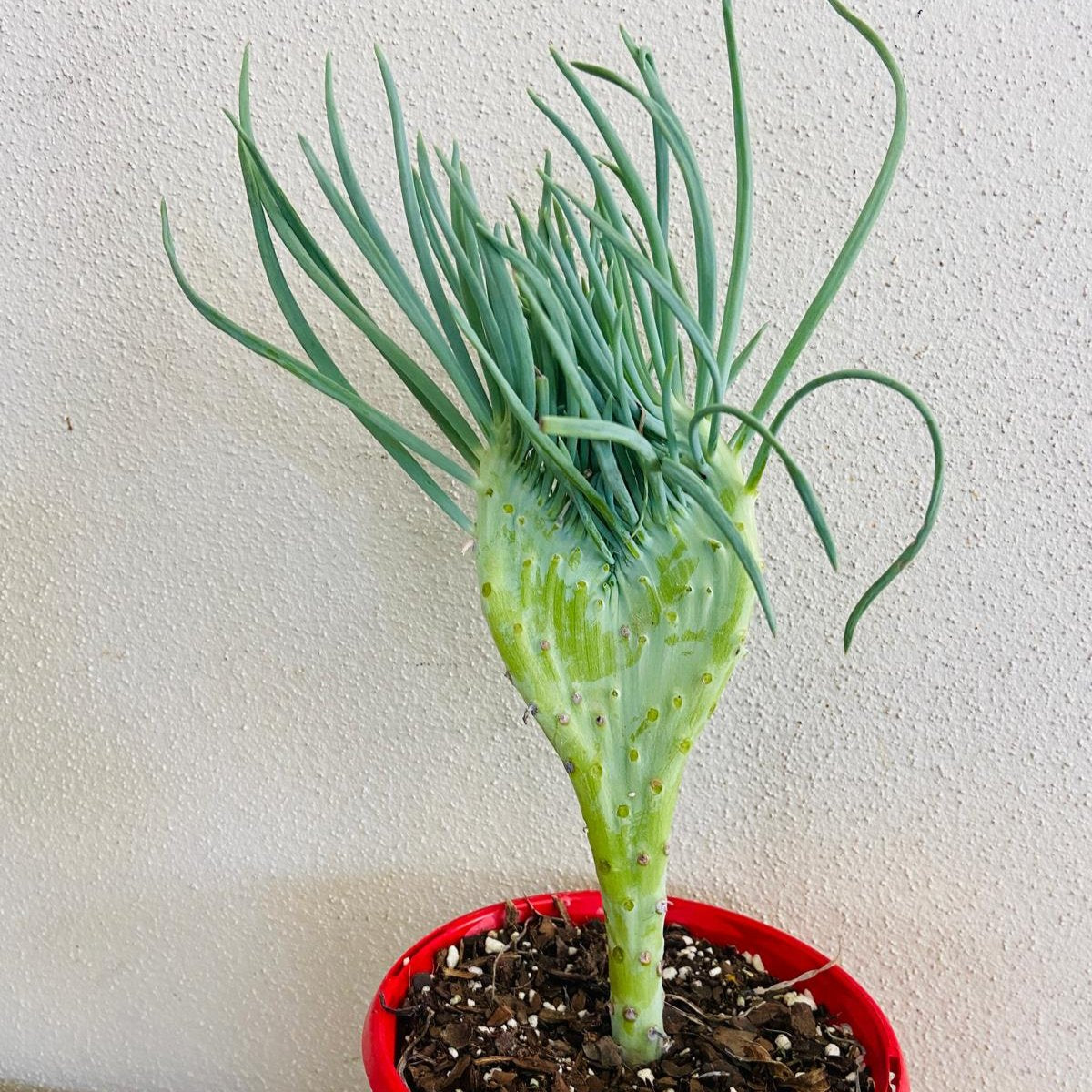 Mermaid Tail : Crested Senecio Talinoides - Narrow Leaf Chalk Stick #8