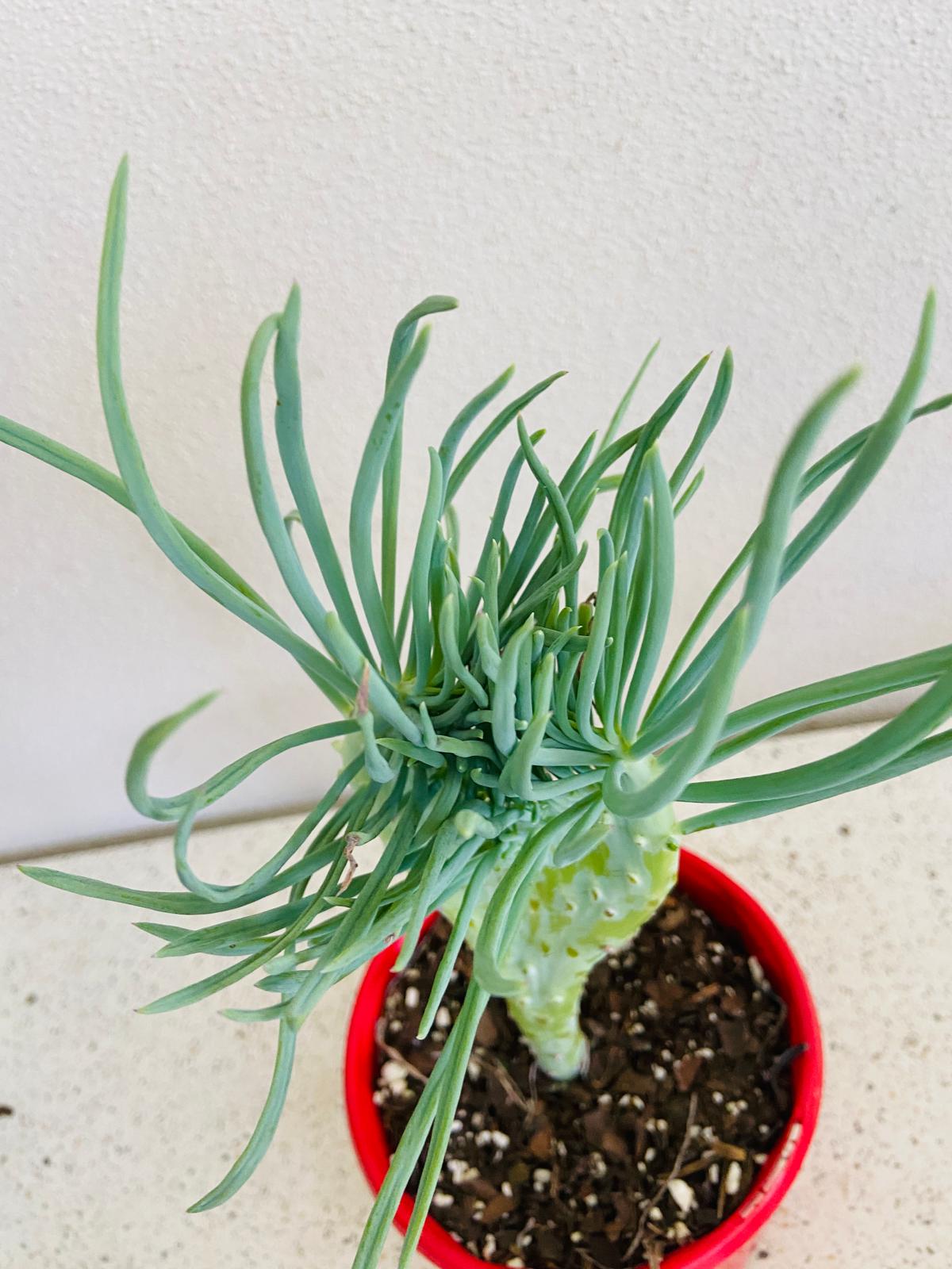 Mermaid Tail : Crested Senecio Talinoides - Narrow Leaf Chalk Stick #8