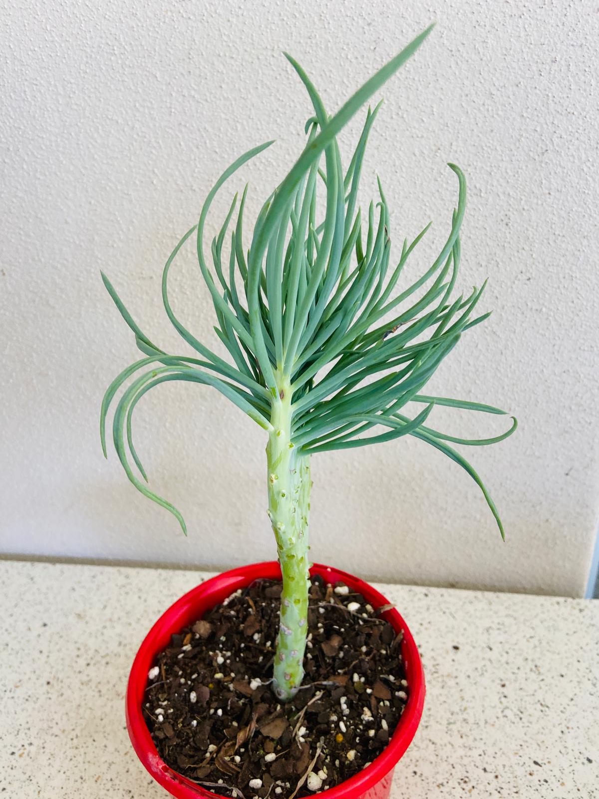 Mermaid Tail : Crested Senecio Talinoides - Narrow Leaf Chalk Stick #8