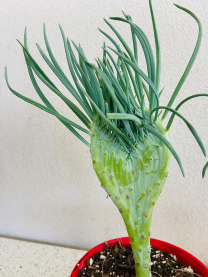 Mermaid Tail : Crested Senecio Talinoides - Narrow Leaf Chalk Stick #8