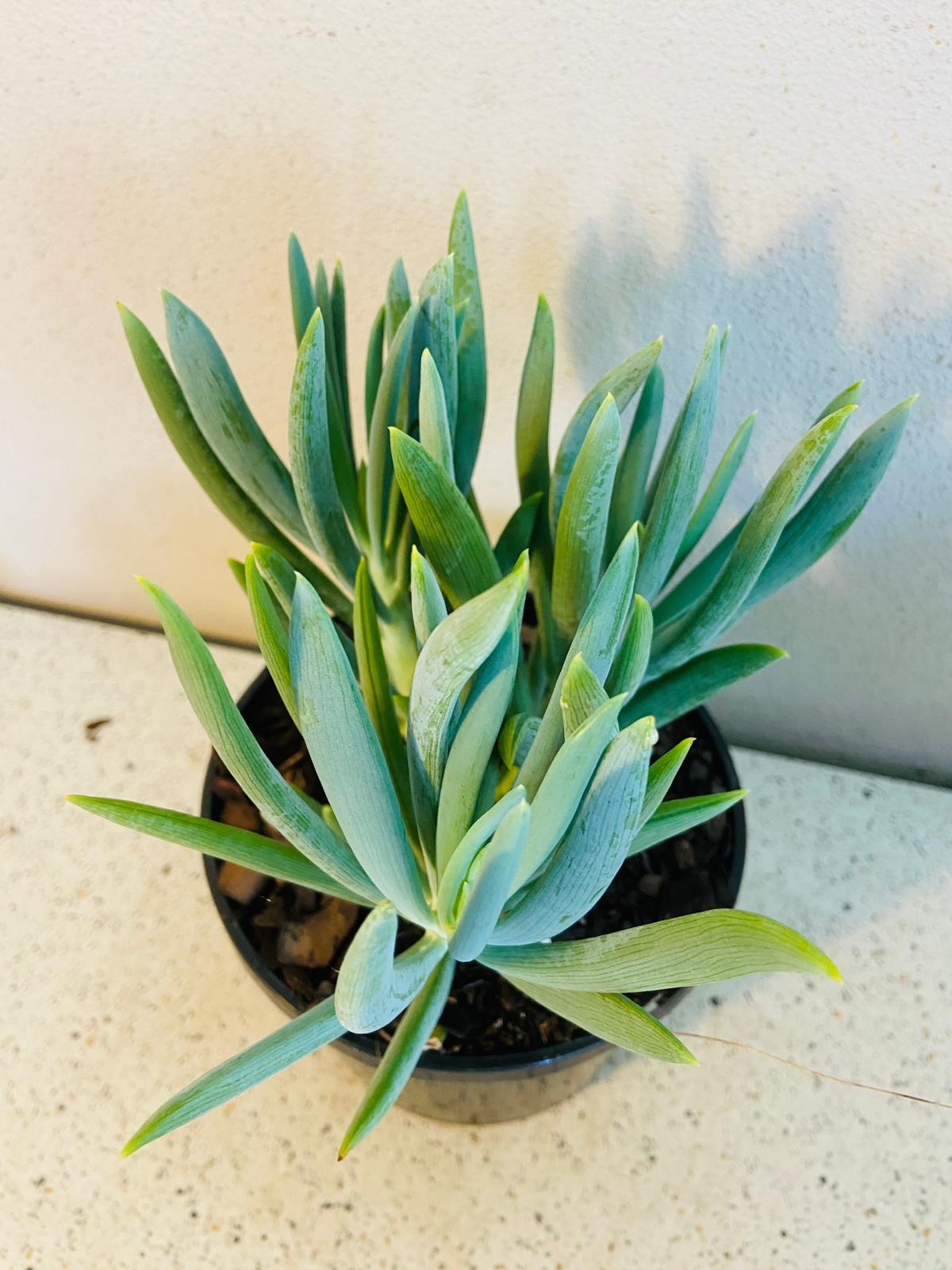 Senecio Mandraliscae ( Chalk Sticks)