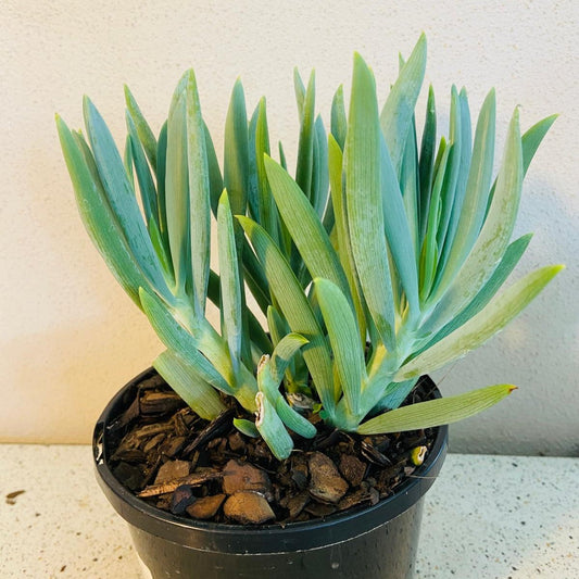 Senecio Mandraliscae ( Chalk Sticks)