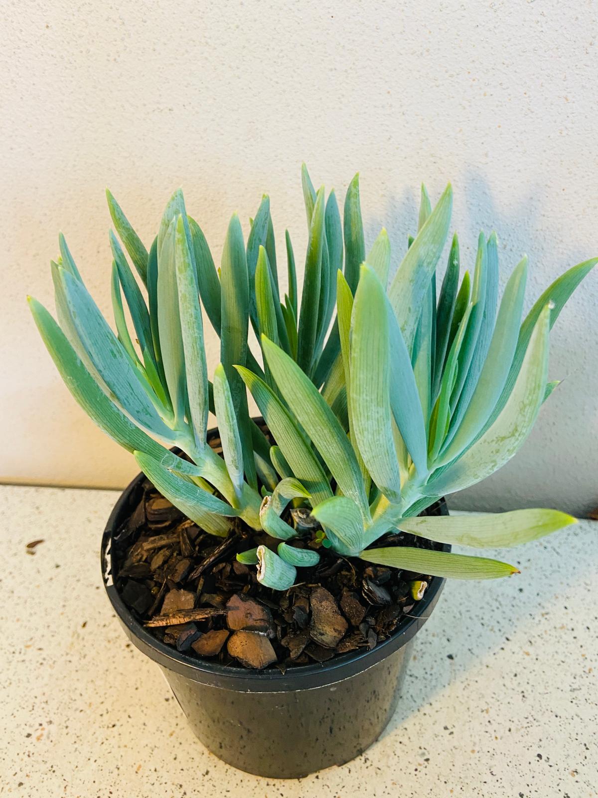 Senecio Mandraliscae ( Chalk Sticks)