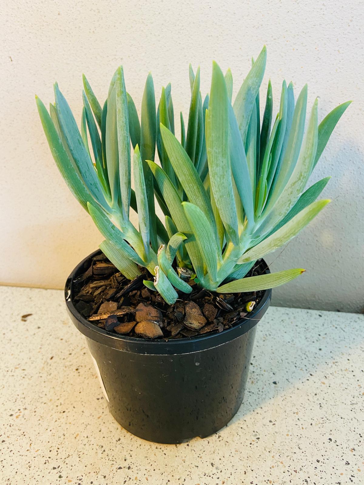 Senecio Mandraliscae ( Chalk Sticks)