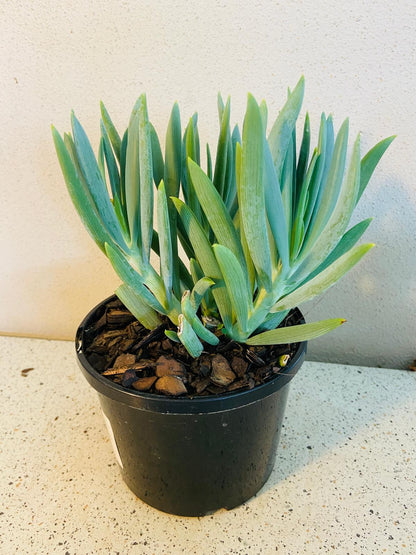 Senecio Mandraliscae ( Chalk Sticks)