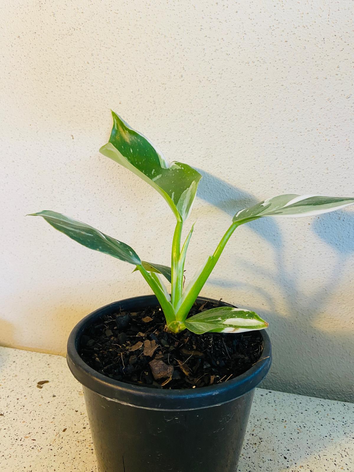 philodendron white knight soil Philodendron White Knight 140mm – Succulents World