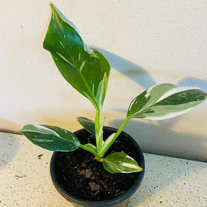 Philodendron White Knight