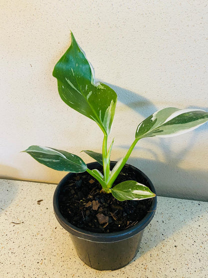 Philodendron White Knight