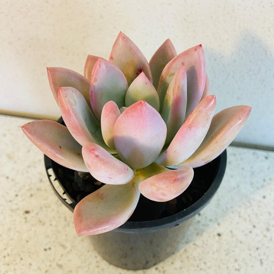 Graptoveria Opalina