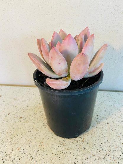 Graptoveria Opalina