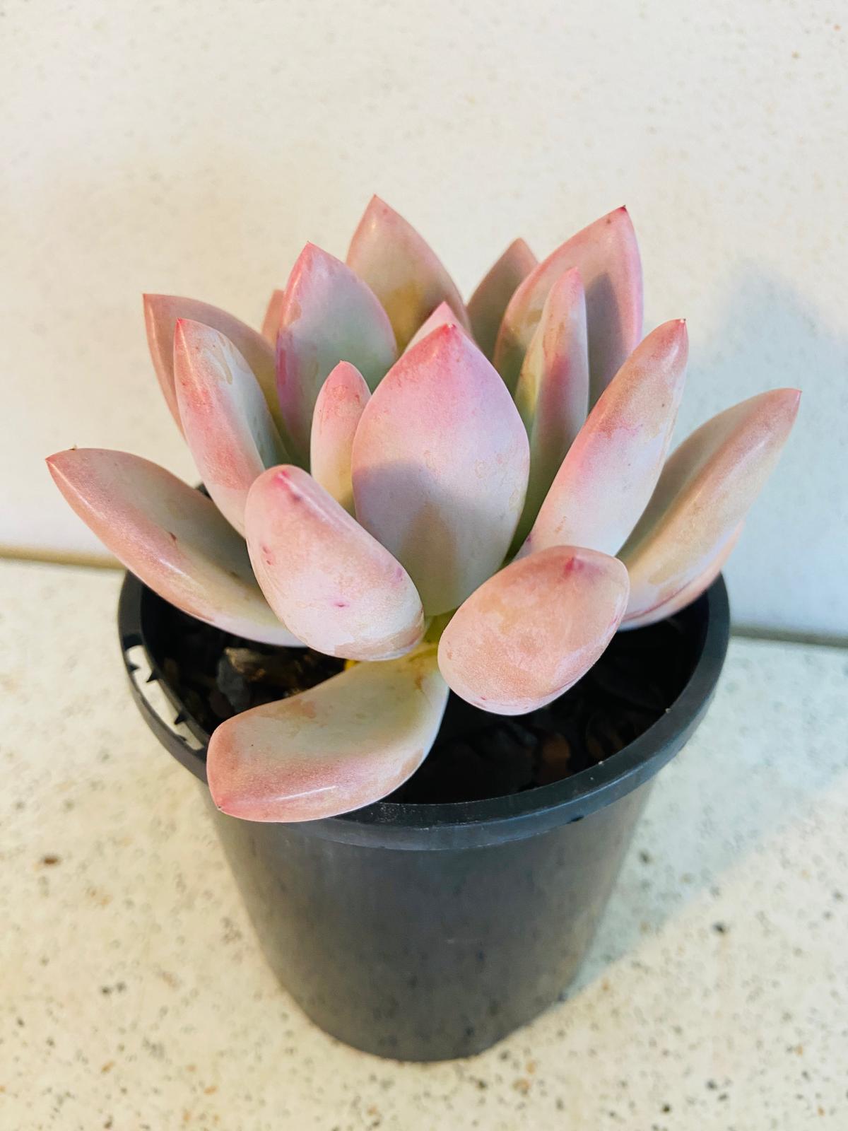 Graptoveria Opalina