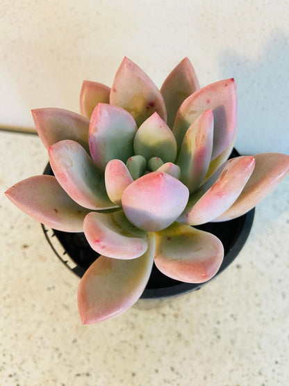 Graptoveria Opalina