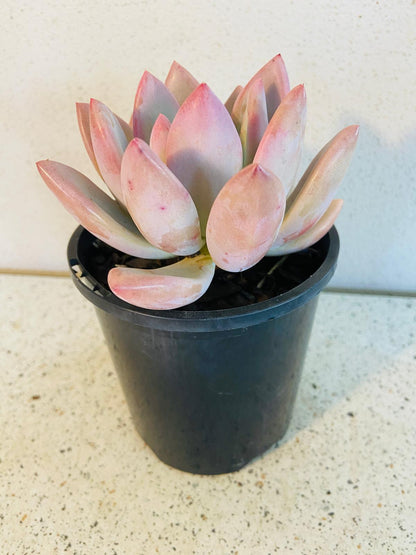 Graptoveria Opalina