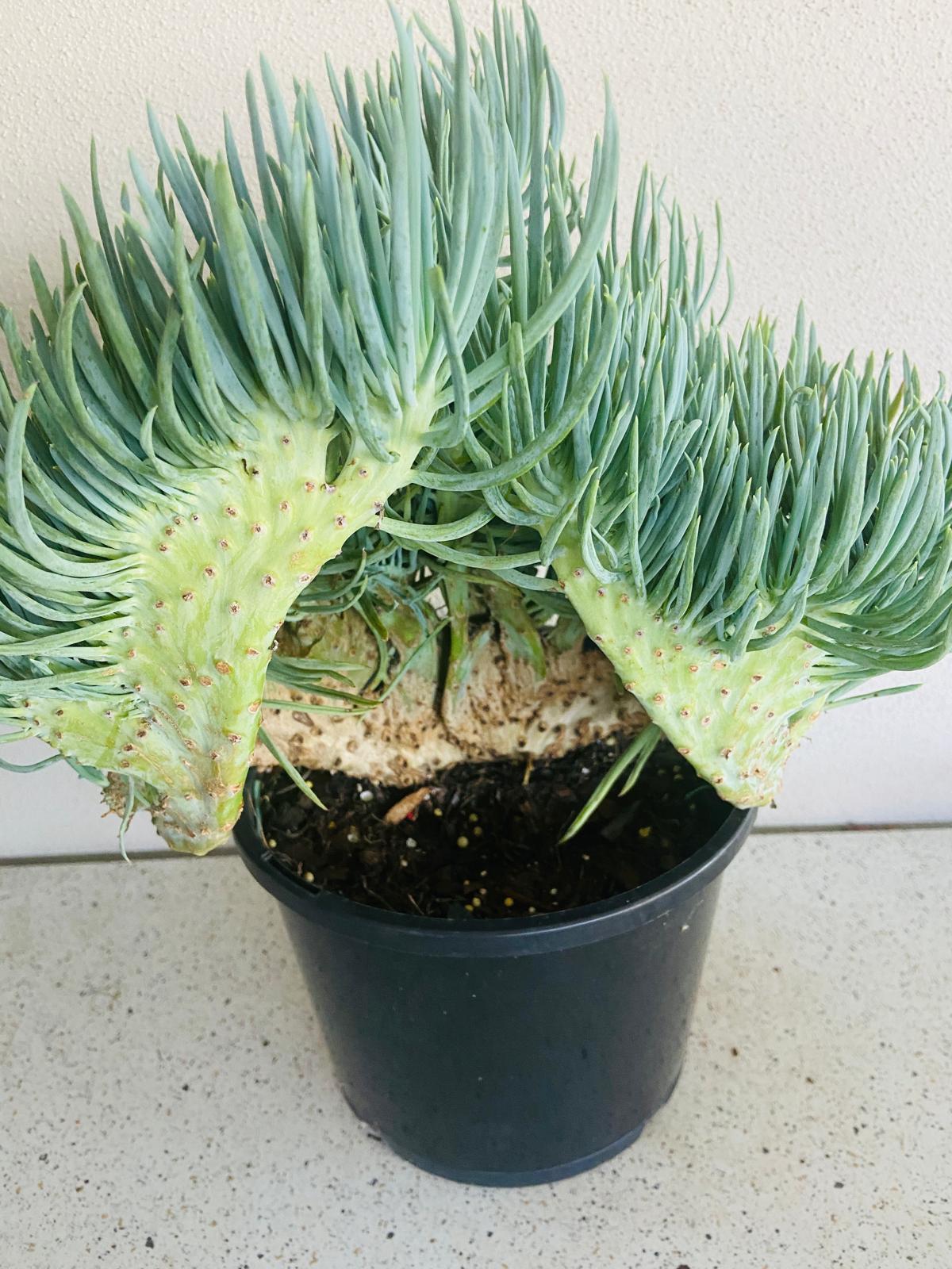 Mermaid Tail : Crested Senecio Talinoides - Narrow Leaf Chalk Stick #103