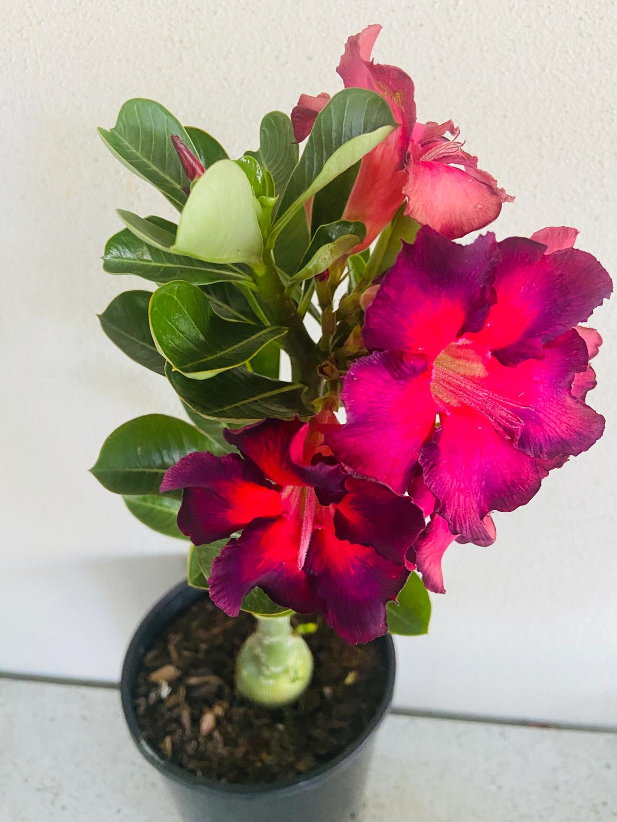 Adenium Obesum - Desert Rose # 53