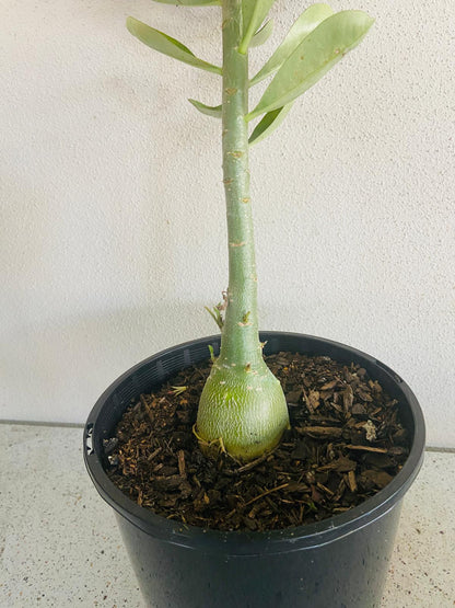 Adenium Obesum - Desert Rose # 53