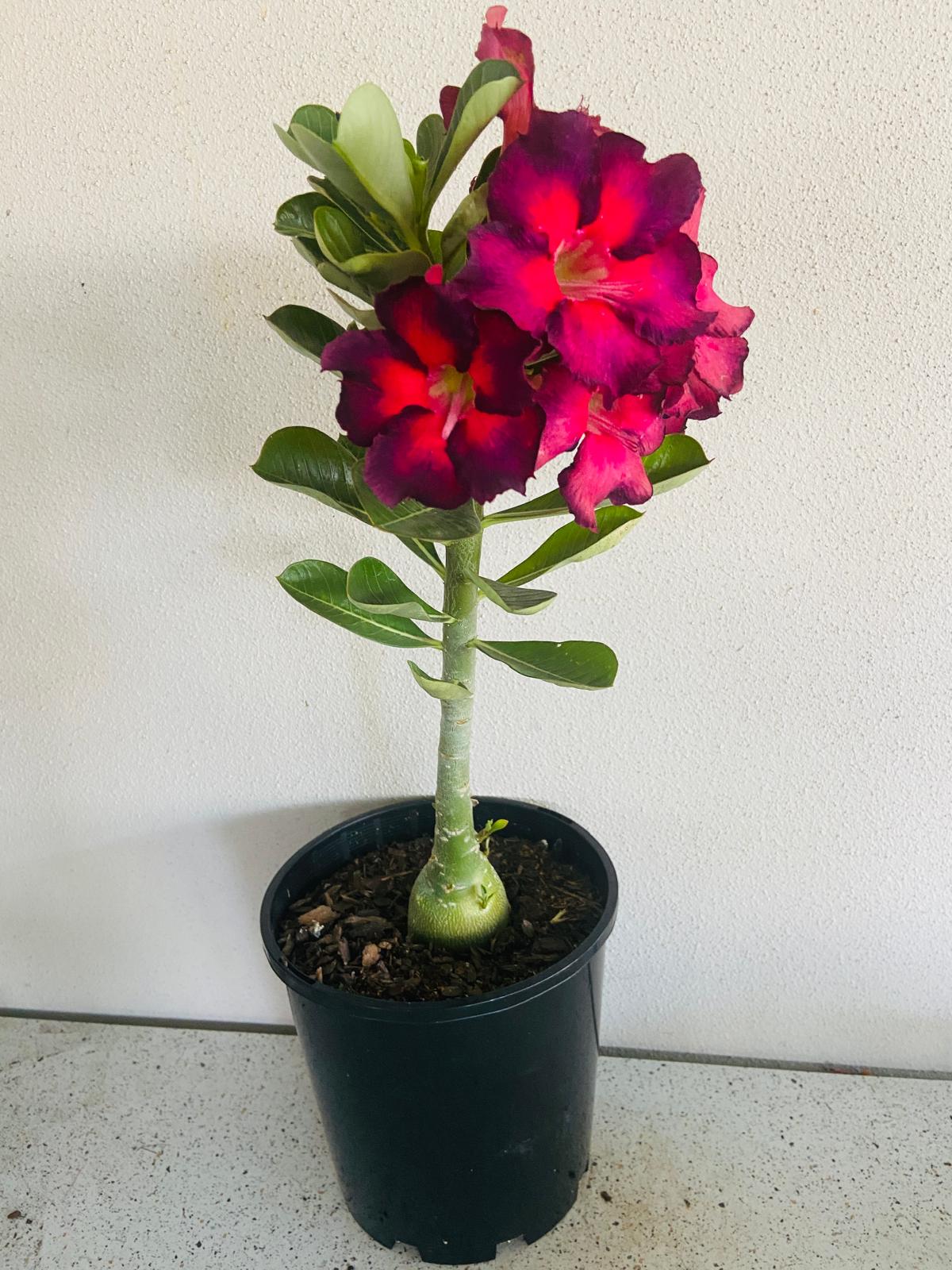 Adenium Obesum - Desert Rose # 53