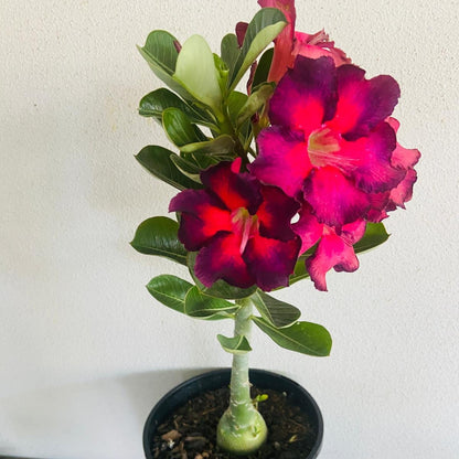 Adenium Obesum - Desert Rose # 53