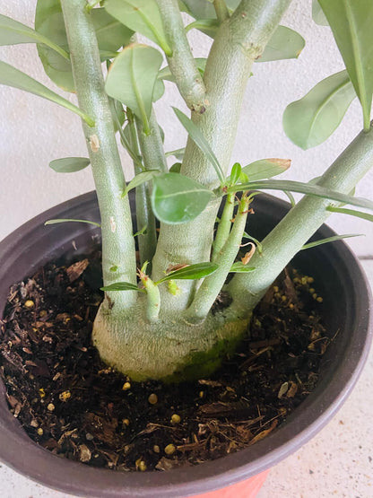 Adenium Obesum - Desert Rose - 210mm Pot Size Plant