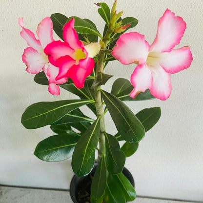 Adenium Obesum - Desert Rose - 210mm Pot Size Plant