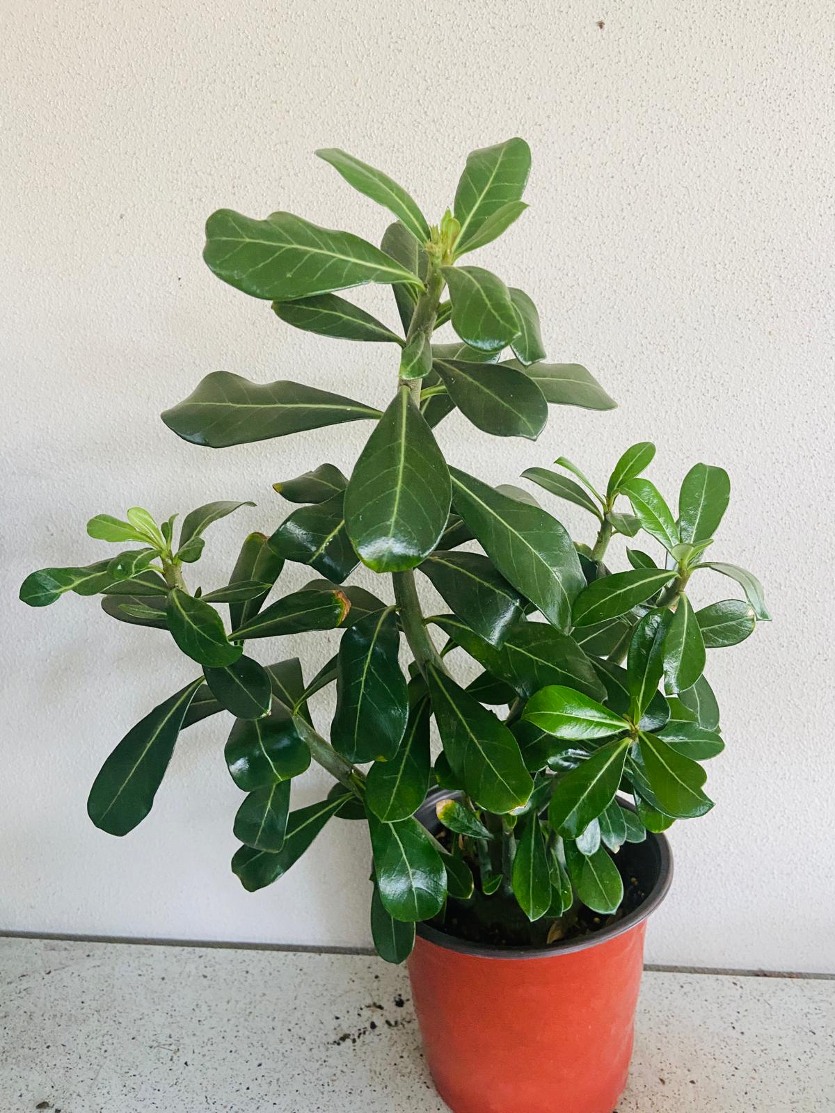 Adenium Obesum - Desert Rose - 210mm Pot Size Plant