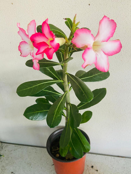 Adenium Obesum - Desert Rose - 210mm Pot Size Plant