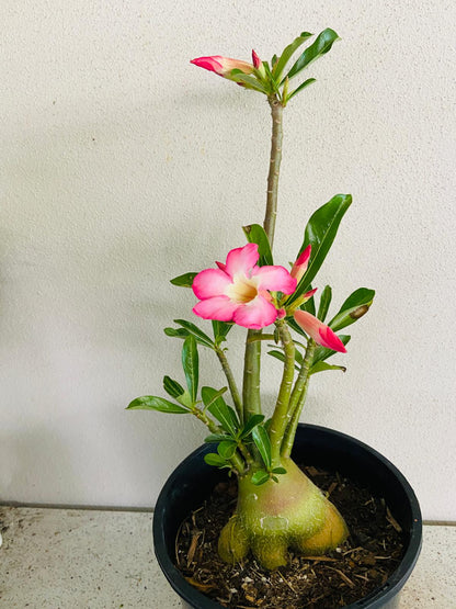 Adenium Obesum - Desert Rose # 207