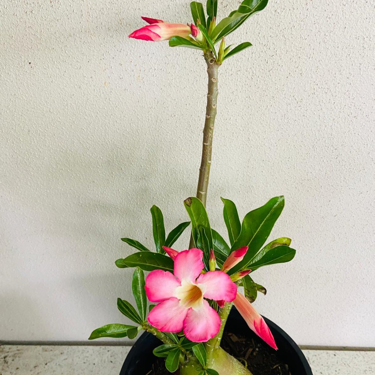 Adenium Obesum - Desert Rose # 207