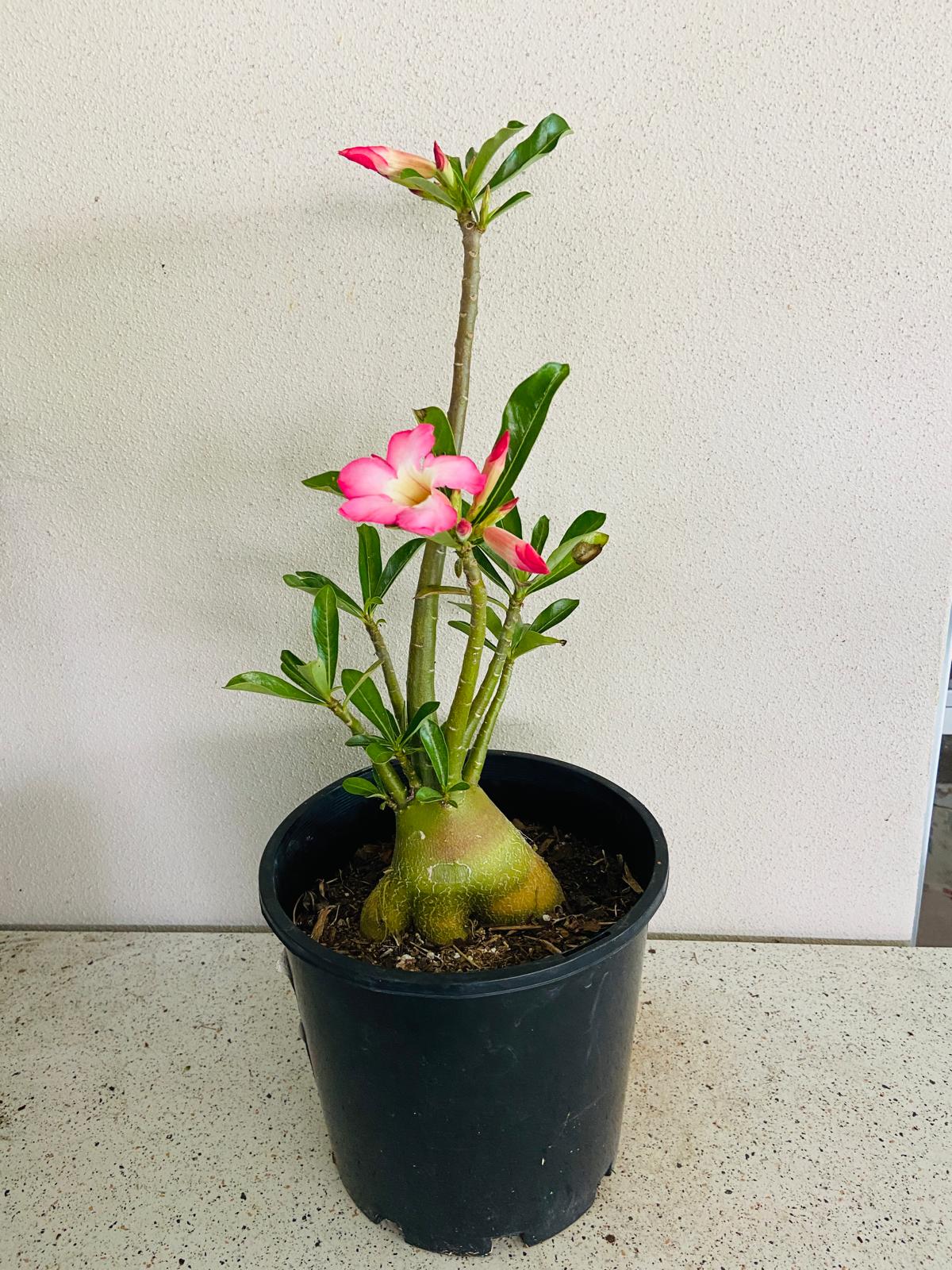 Adenium Obesum - Desert Rose # 207