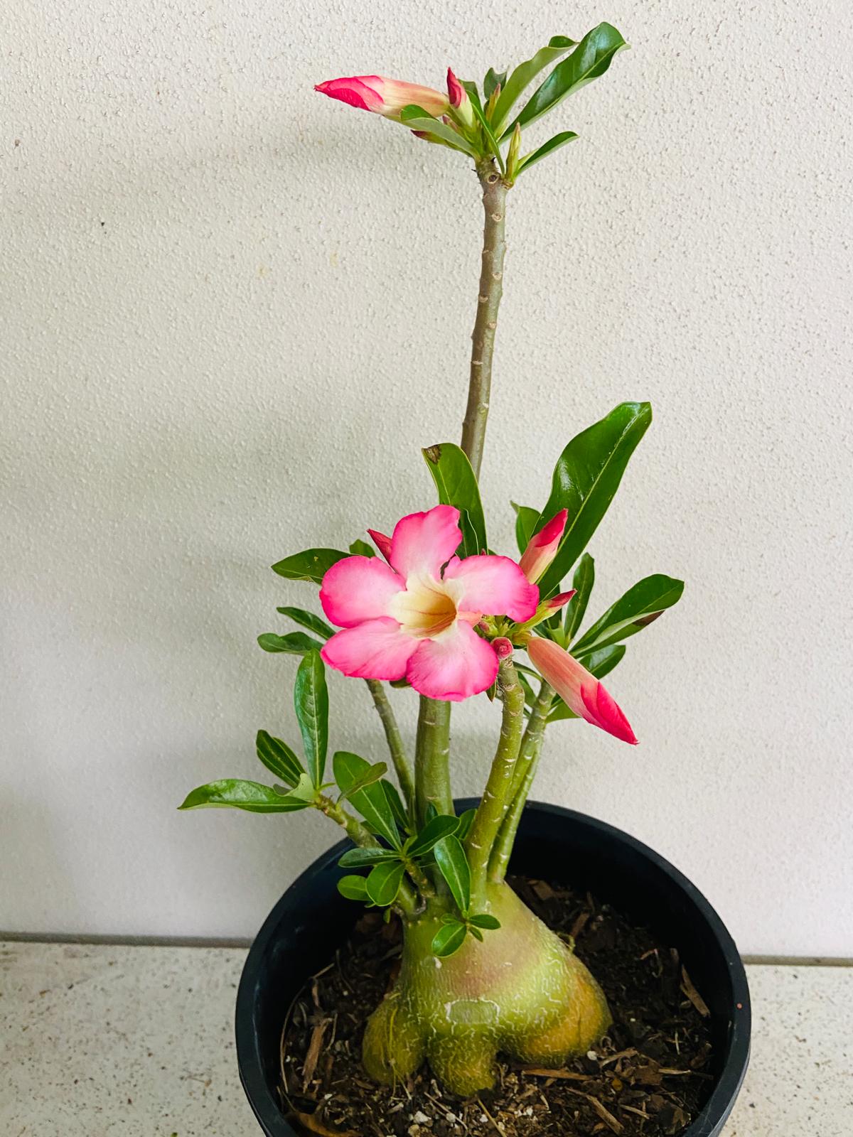 Adenium Obesum - Desert Rose # 207