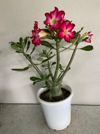 Adenium Obesum - Desert Rose # 209