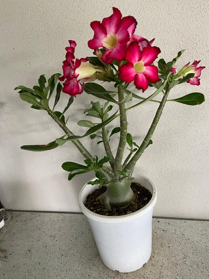 Adenium Obesum - Desert Rose # 209