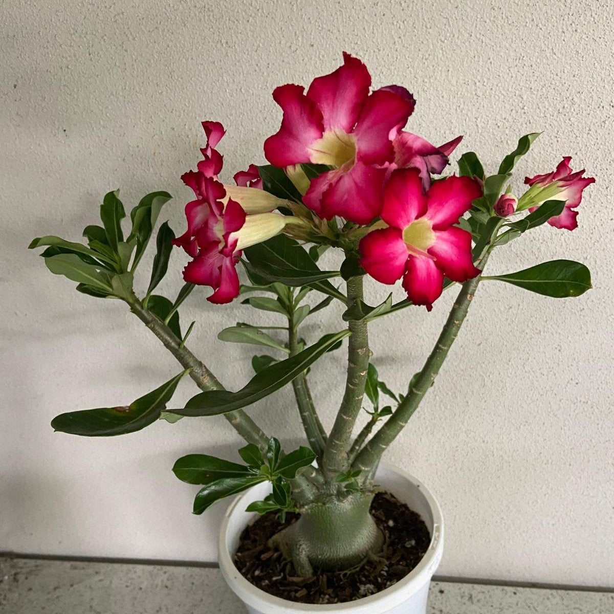 Adenium Obesum - Desert Rose # 209