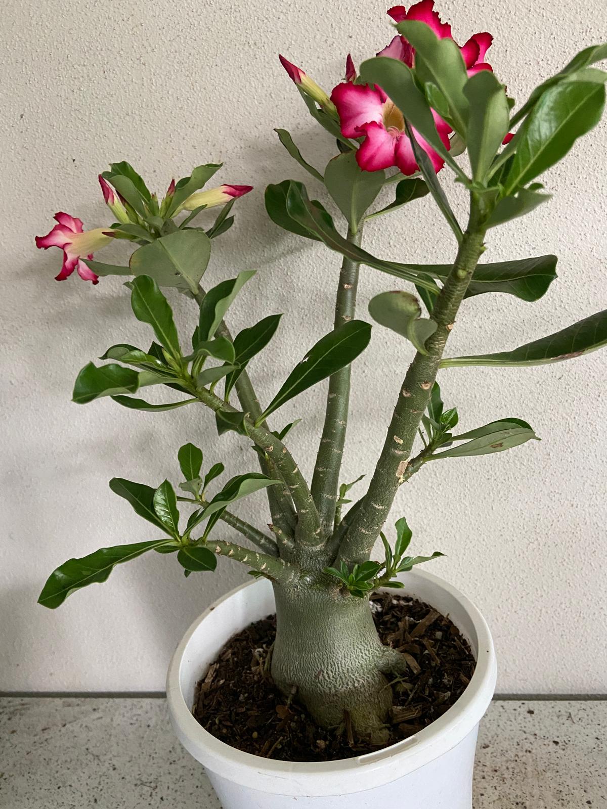 Adenium Obesum - Desert Rose # 209