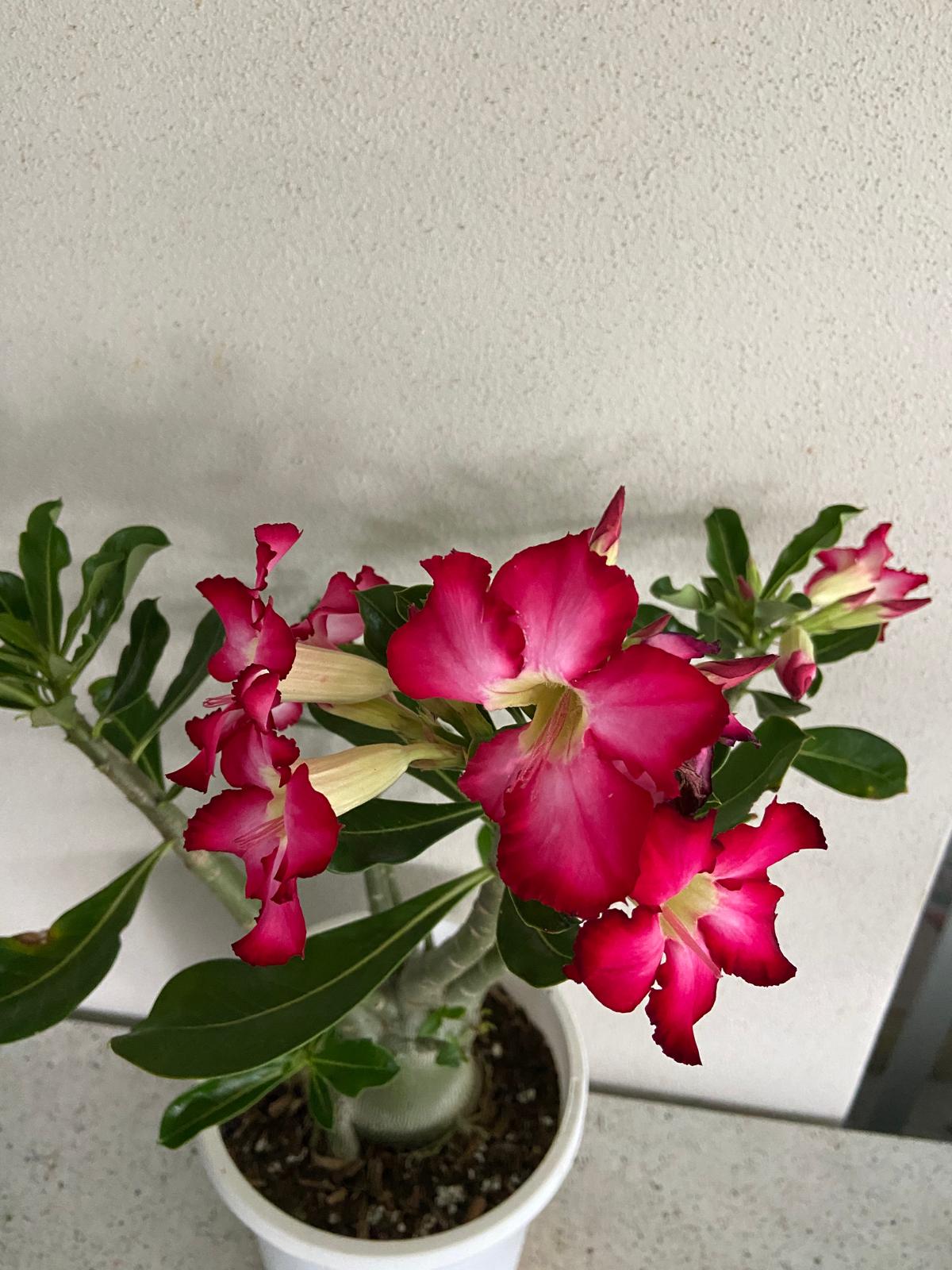 Adenium Obesum - Desert Rose # 209