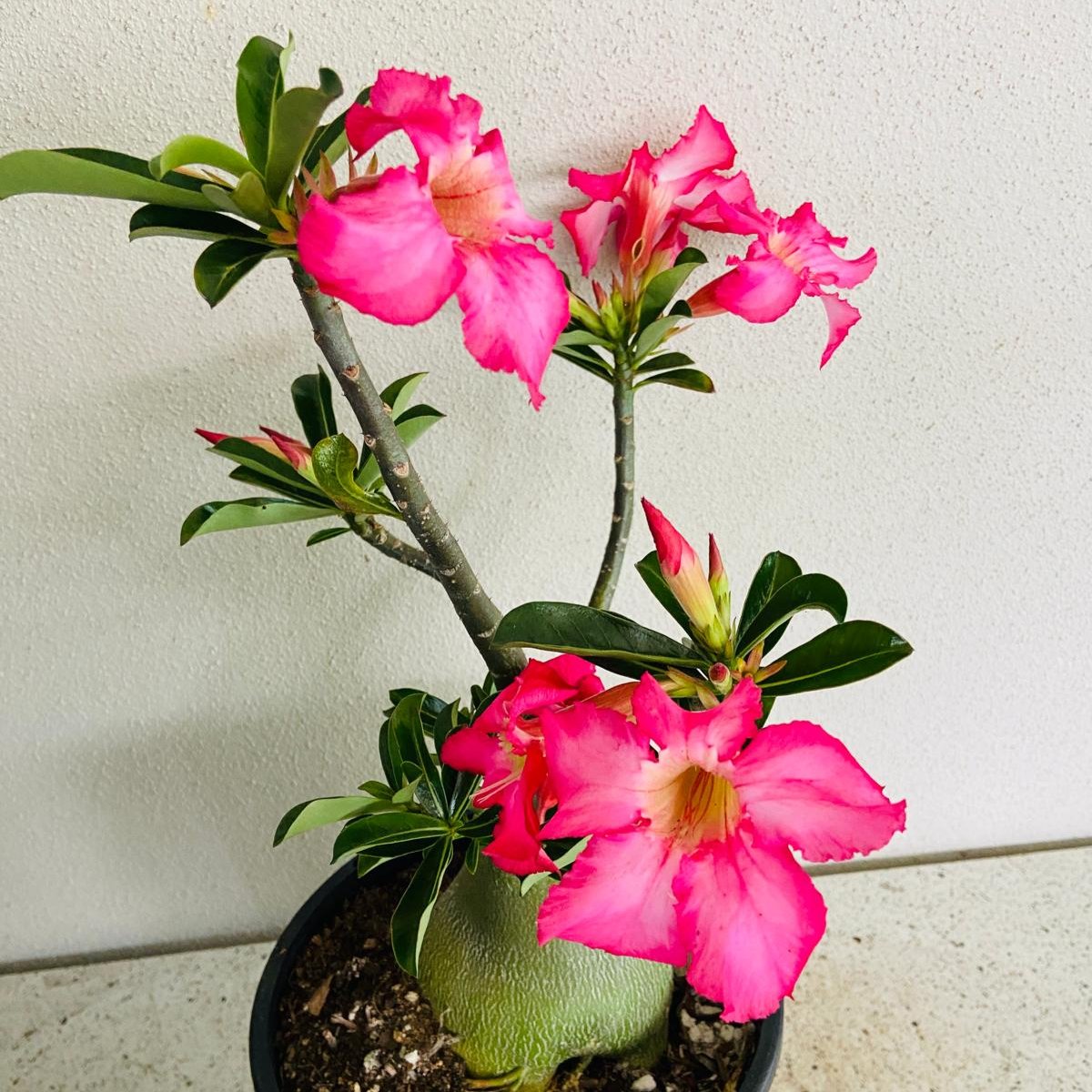 Adenium Obesum - Desert Rose # 211