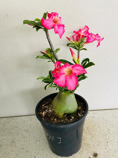 Adenium Obesum - Desert Rose # 211