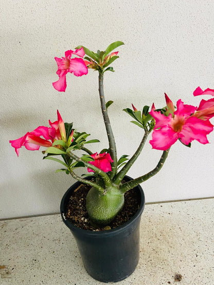 Adenium Obesum - Desert Rose # 211