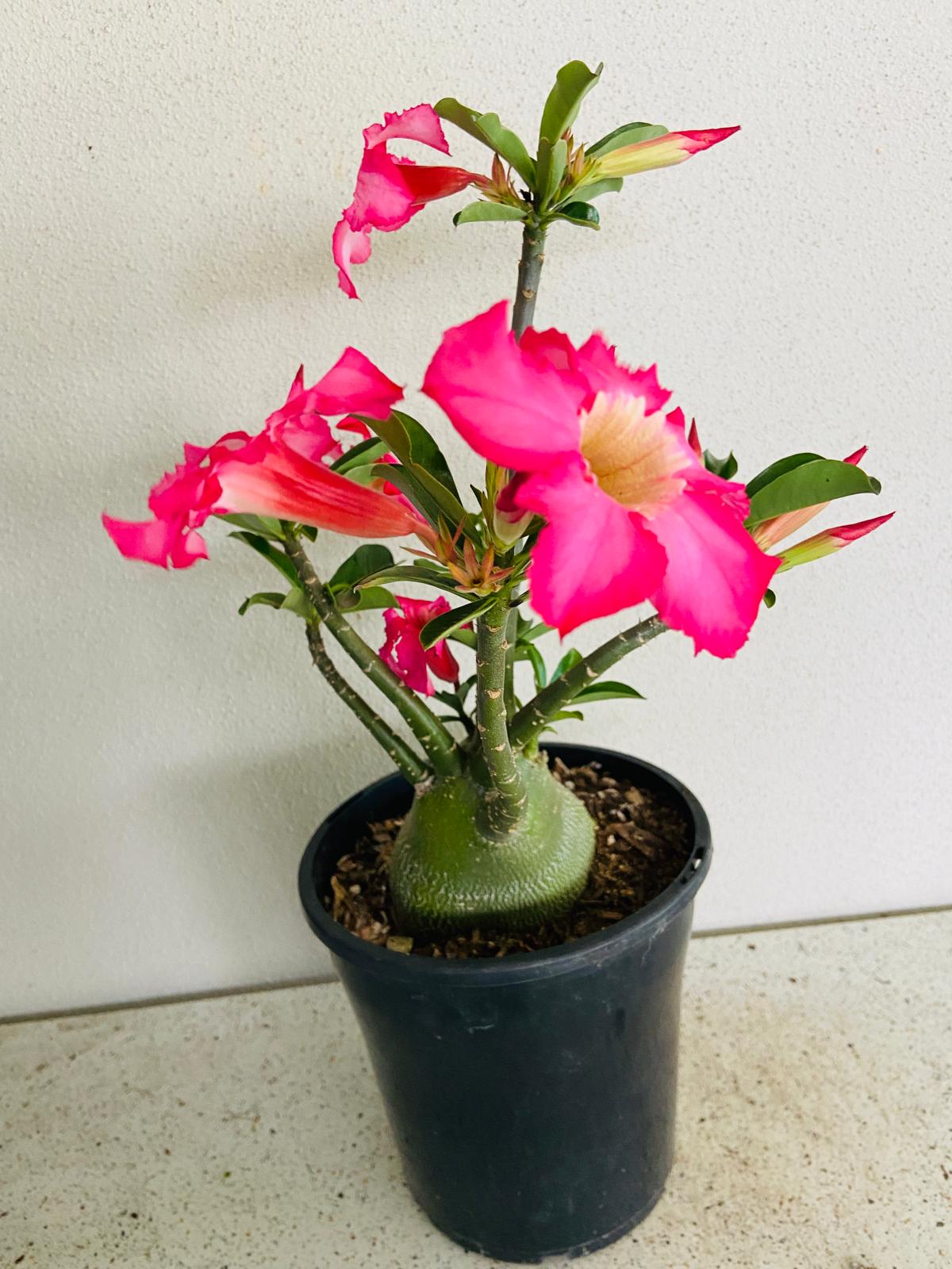 Adenium Obesum - Desert Rose # 211