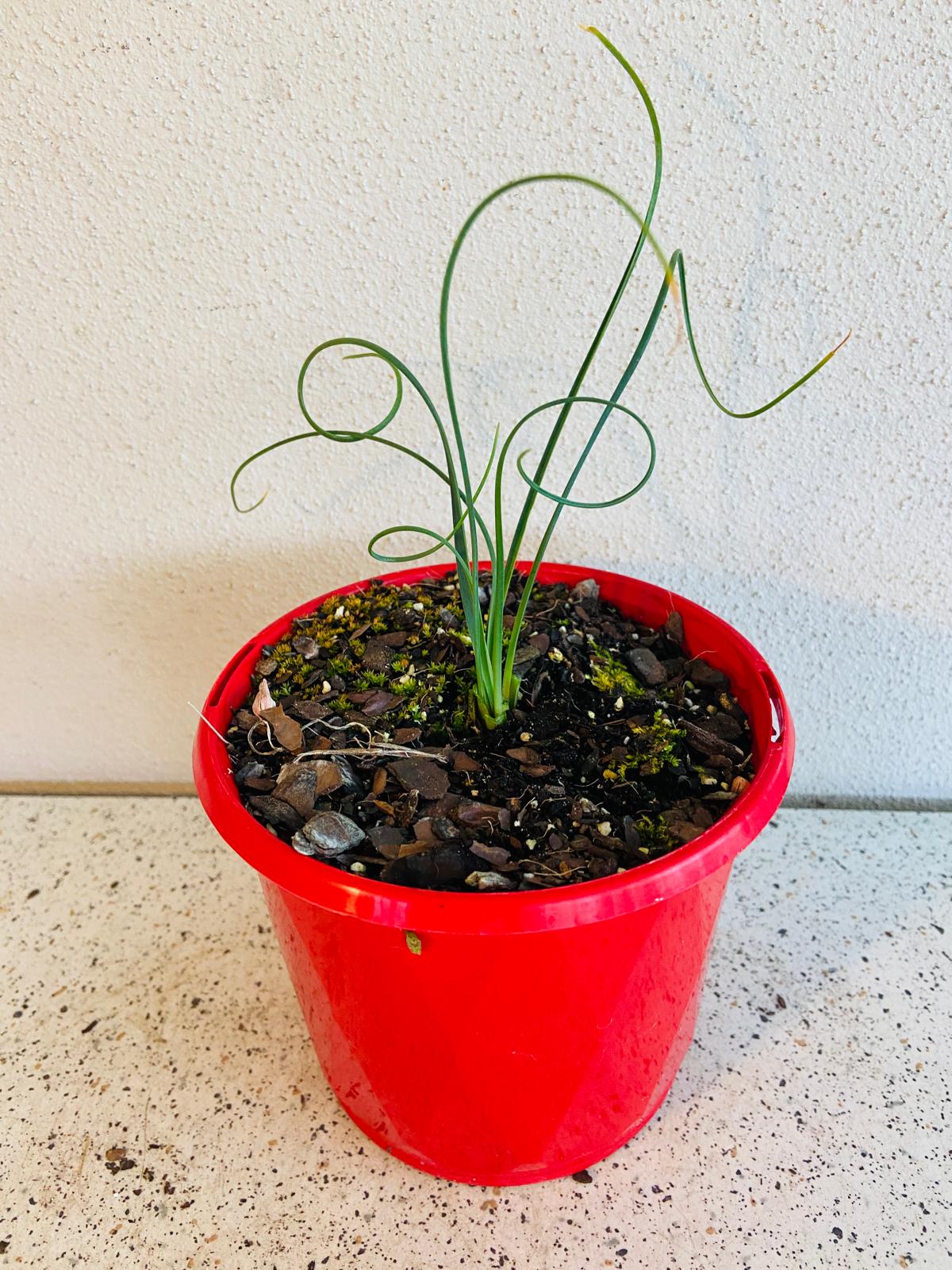 Albuca Spiralis