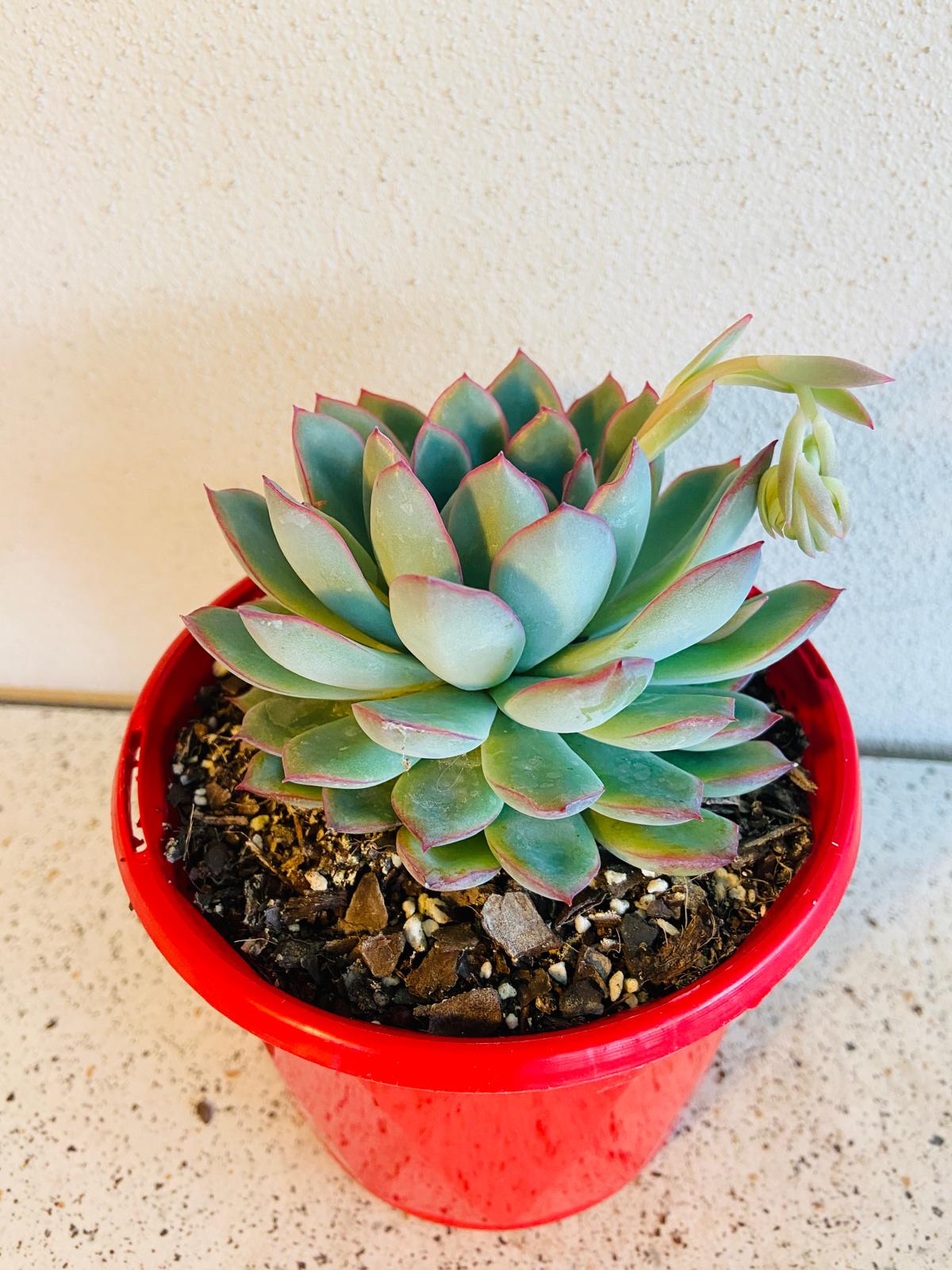 Echeveria Apus