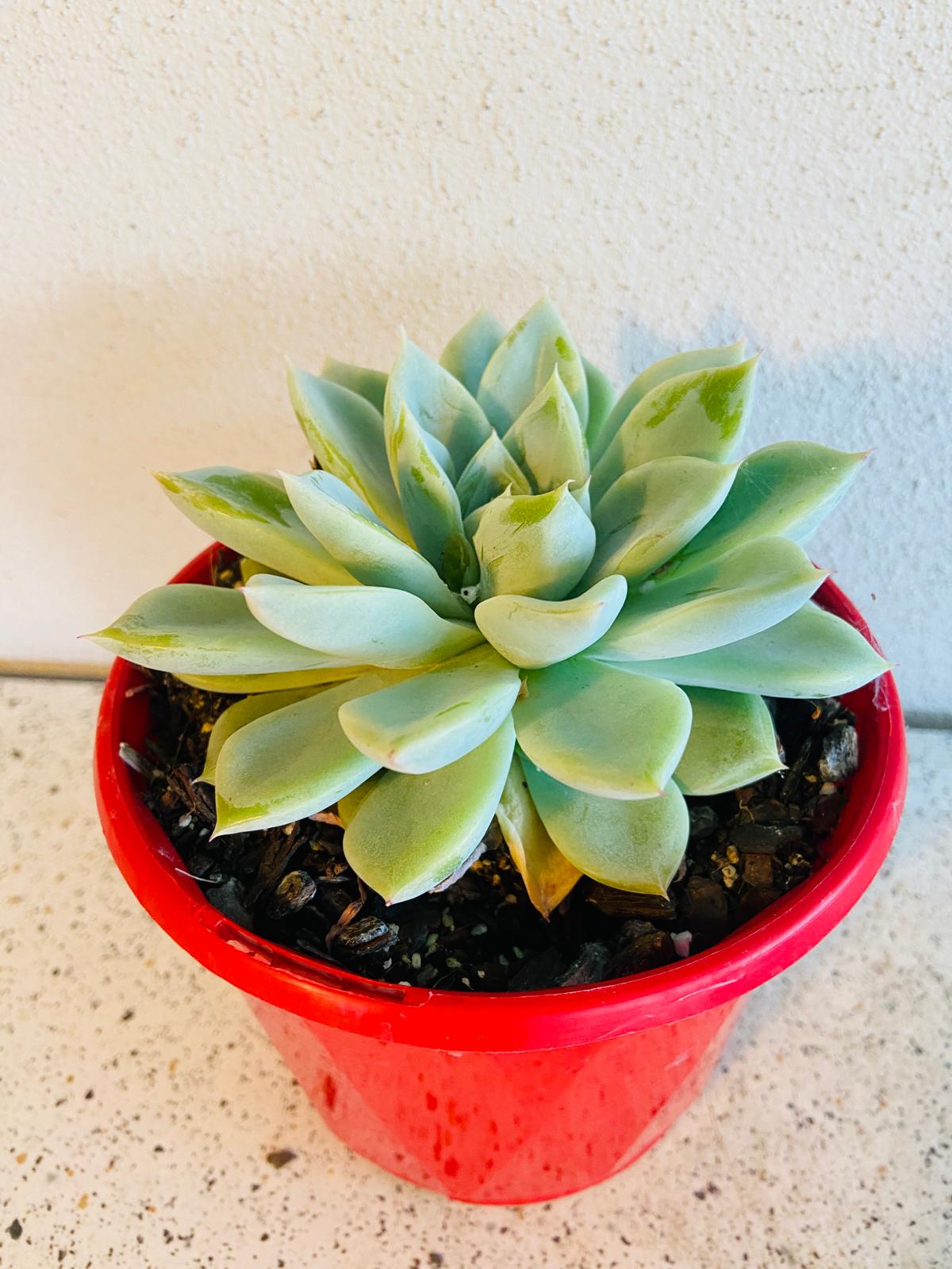 Echeveria Annette