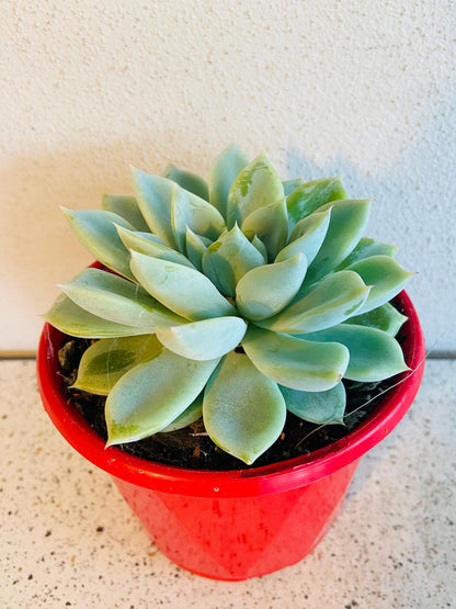 Echeveria Annette